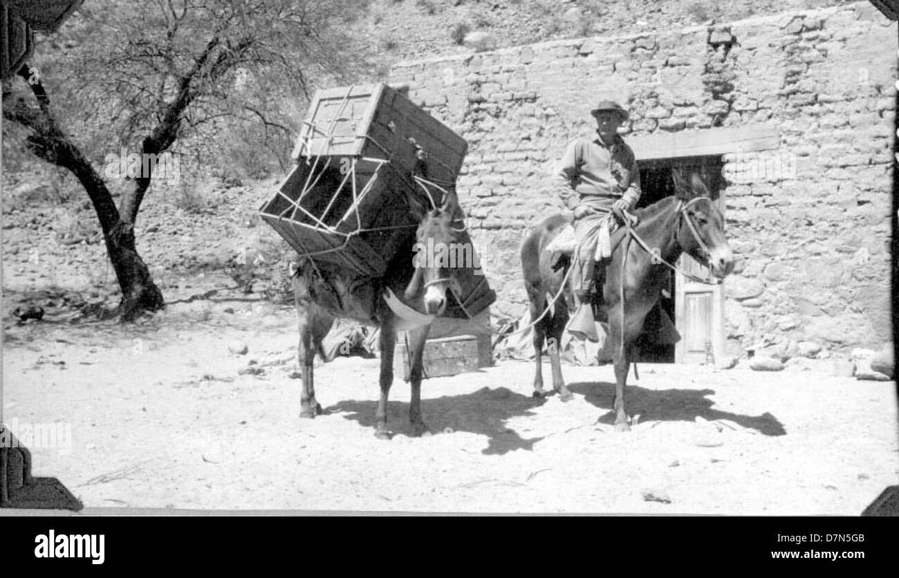 A man rides a burro, transporting boxes during the Marshall Field ...