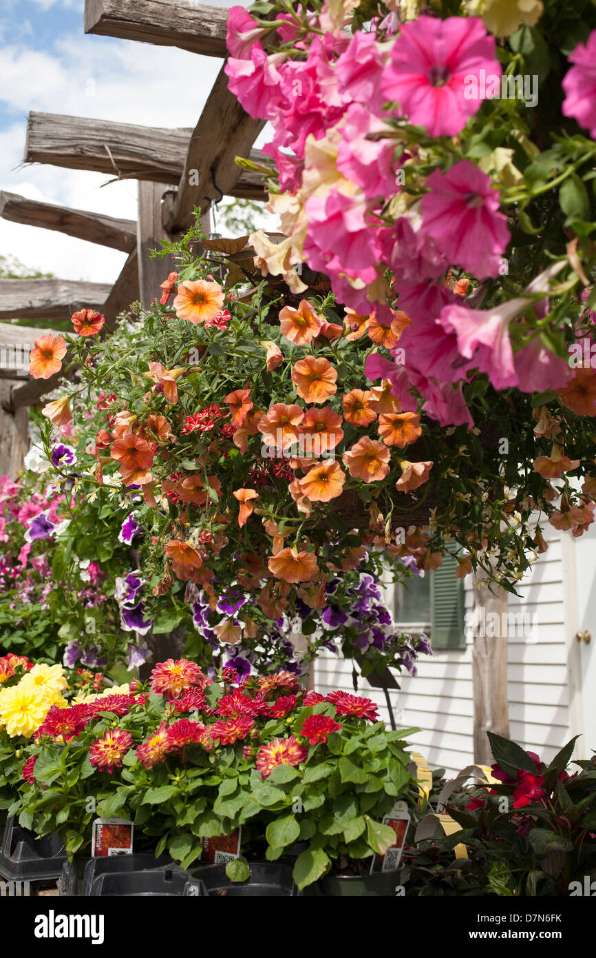 A western Massachusetts nursery has Spring selection of plants for sale