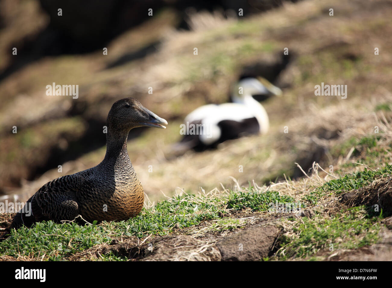 Female Eider duck sitting on her nest whilst the brighter more colourful male sits a short distance from her Stock Photo