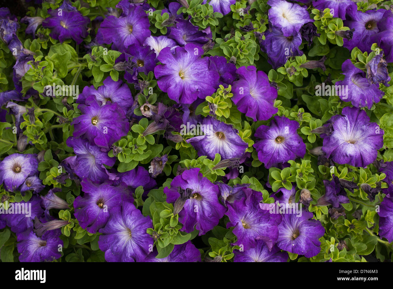 A western Massachusetts nursery has Spring selection of plants for sale