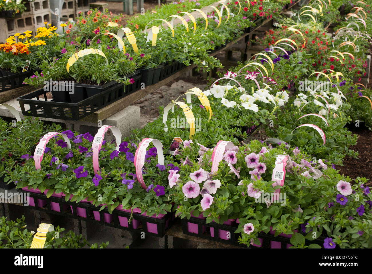 A western Massachusetts nursery has Spring selection of petunia plants