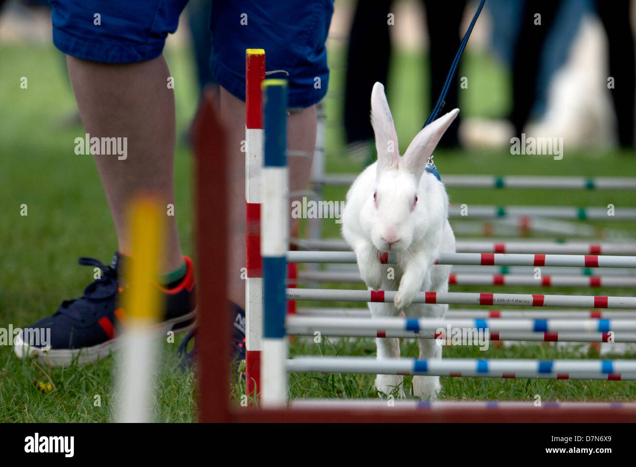 Rabbit-hare White Tea jumps over a hurdle during the bunny hop at the 23rd Brandenburg Agricultural Fair in Paaren/Glien, Germany, 10 May 2013. The largest agricultural exhibition in Brandenburg is open from 09 until 12 May 2013 with over 700 exhibitors. Photo: MARC TIRL Stock Photo