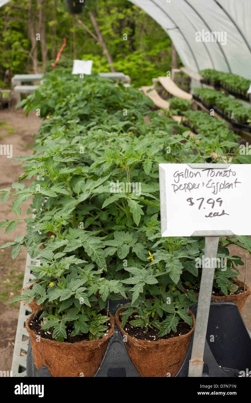 A western Massachusetts nursery has Spring selection of plants for sale