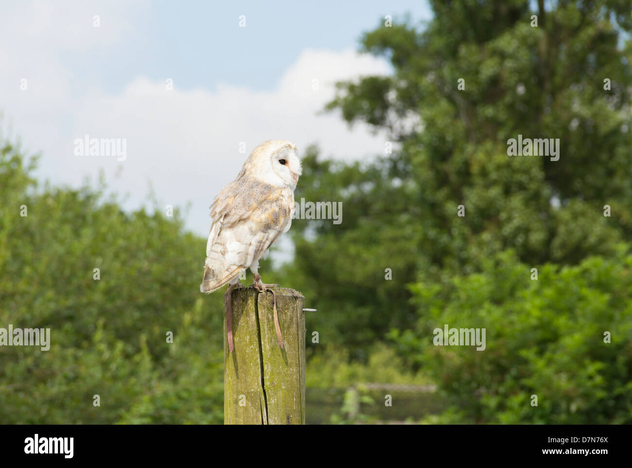 Barn owl perched on a post during a falconry flying display at the Gauntlet Birds of Prey Eagle and Vulture Park in Cheshire. Stock Photo