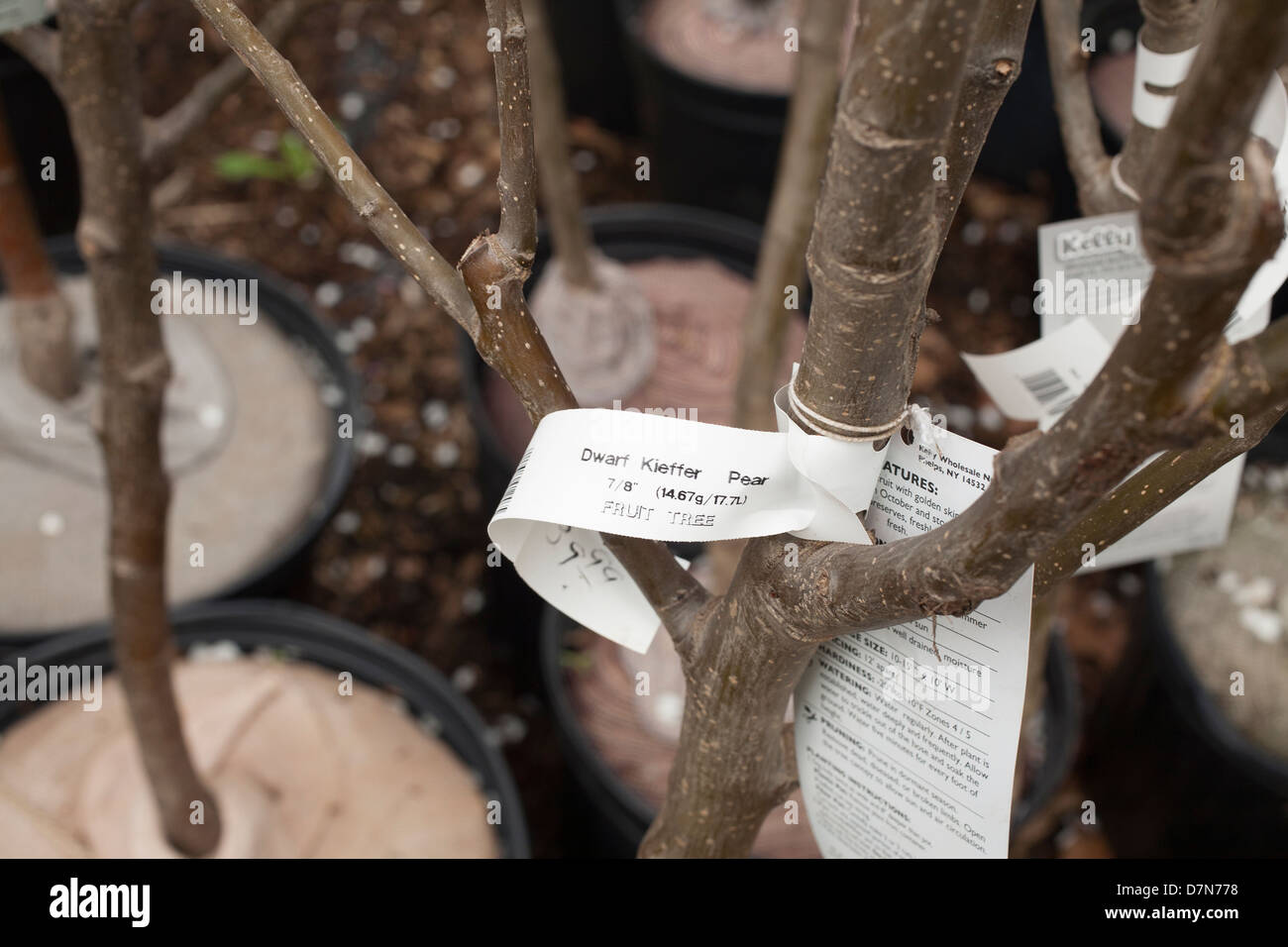 Pear tree person planting hires stock photography and images Alamy