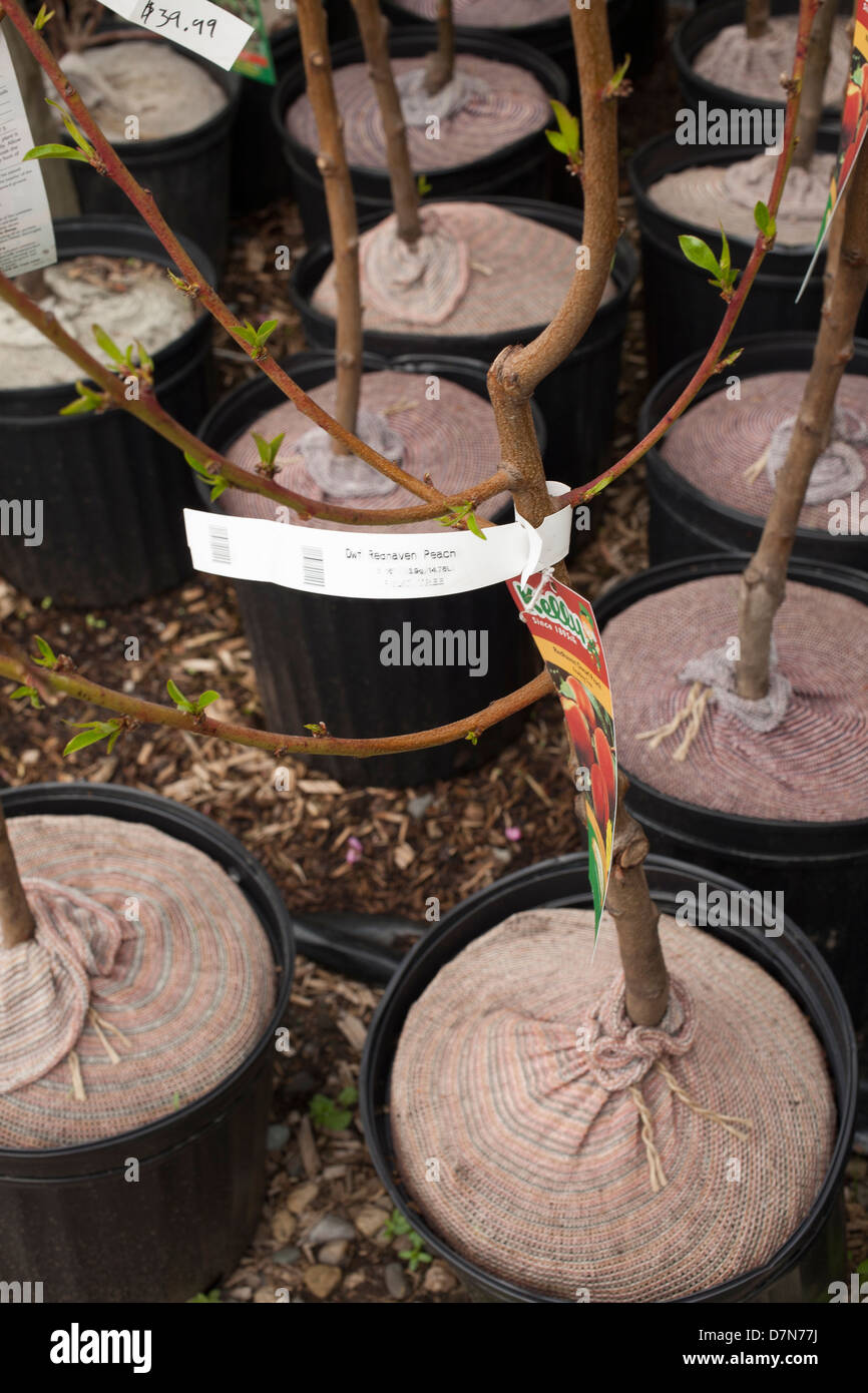 Hot house peach tree hires stock photography and images Alamy