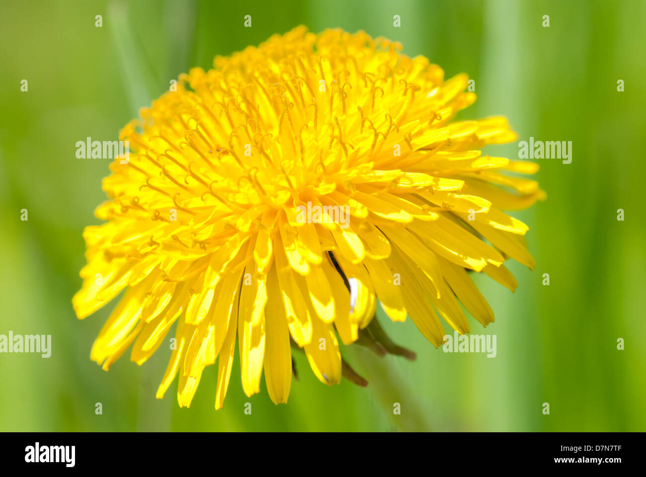 Beautiful spring flower background stock photo alamy