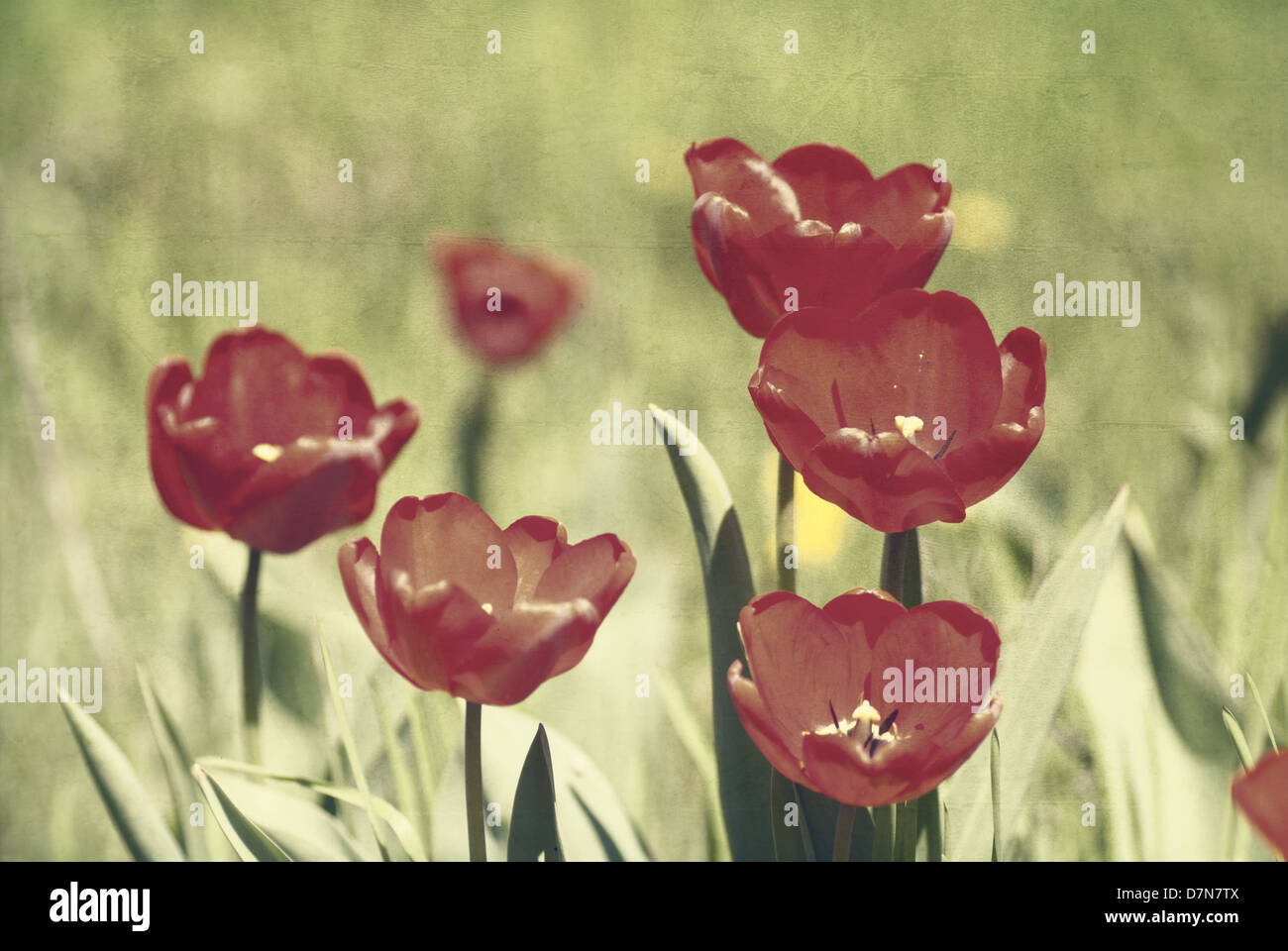 Rust Red Tulip Three fresh red tulips hi-res stock photography and images - Alamy