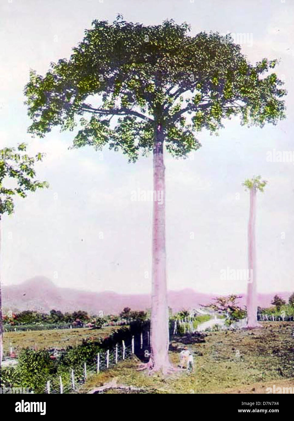 Platanifolia hi-res stock photography and images - Alamy