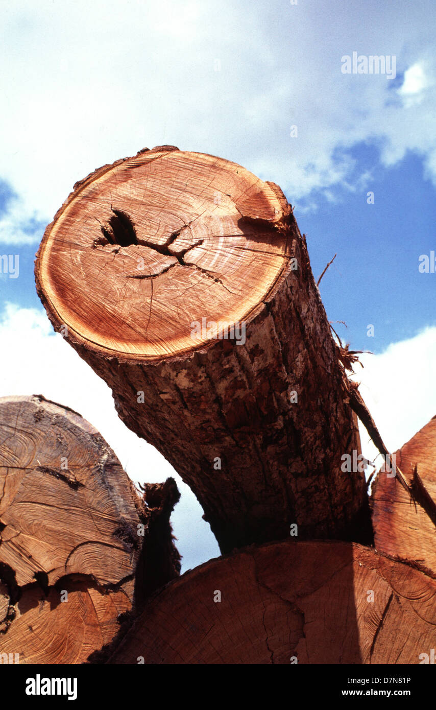 Illegal logging amazon rainforest hi-res stock photography and images ...