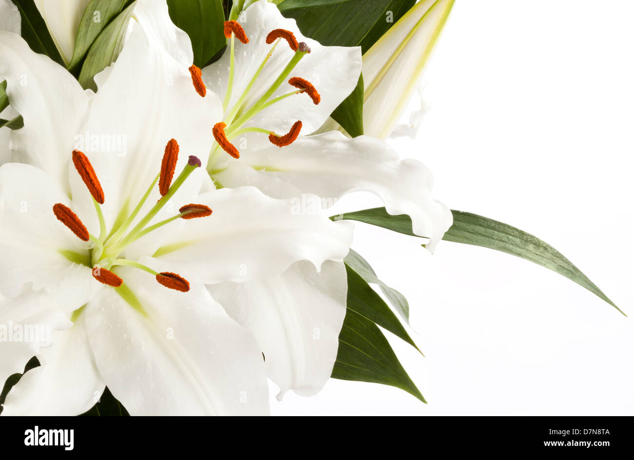 Lily flowers buds leaves hi-res stock photography and images - Alamy