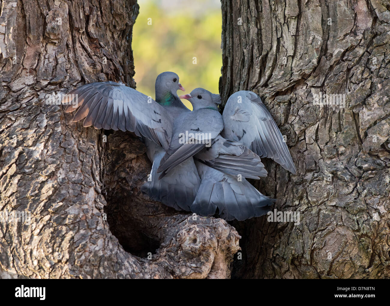Male And Female Stock Doves, Columba oenas, Displays Courtship, Whilst