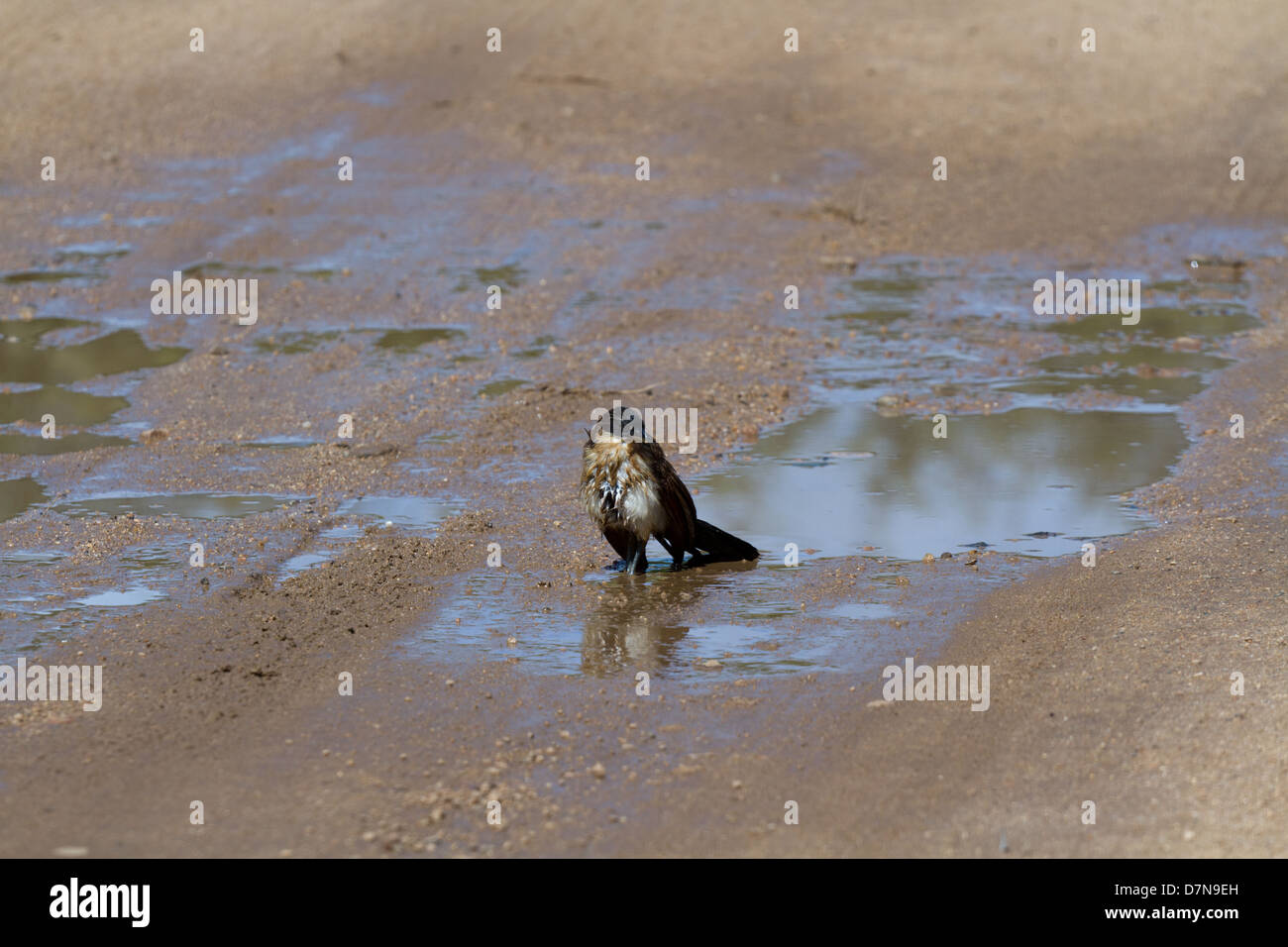 Burchell's Coucal bathing puddle on a road in South Africa Stock Photo ...