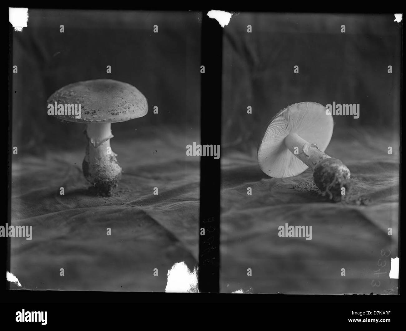 Mushroom overall (black) main image 1
