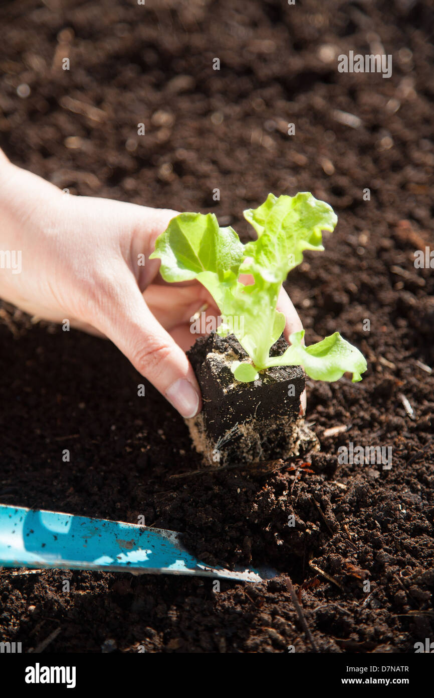 Planting a lettuce seedling in a vegetable garden Stock Photo Alamy