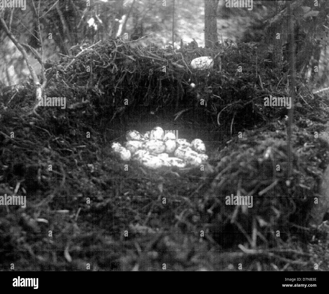 A photograph showing a nest of American alligator eggs in Georgia, USA ...