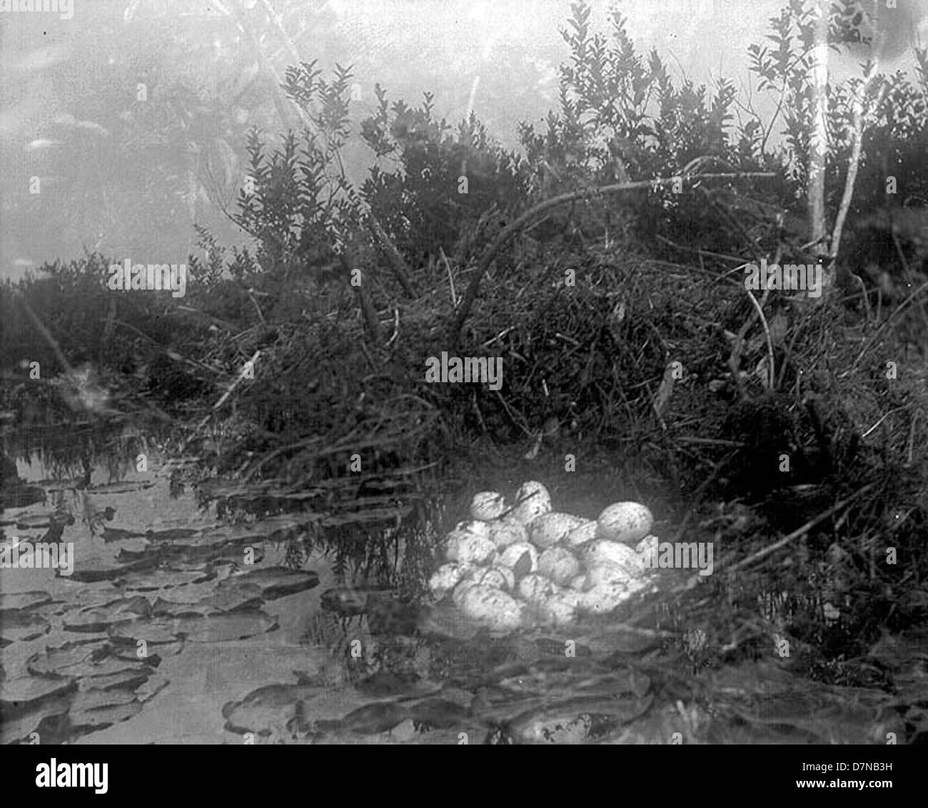 A nest of American alligator eggs is shown in this image from a 1925 ...