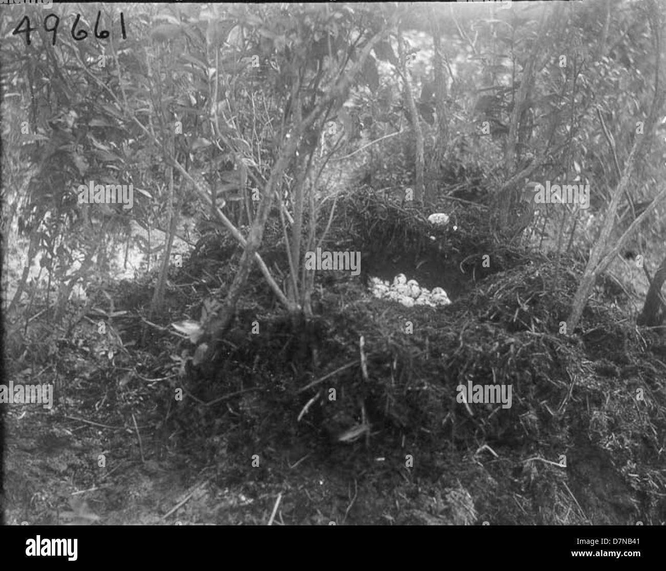 A 1925 photograph showing a floating nest containing American alligator ...