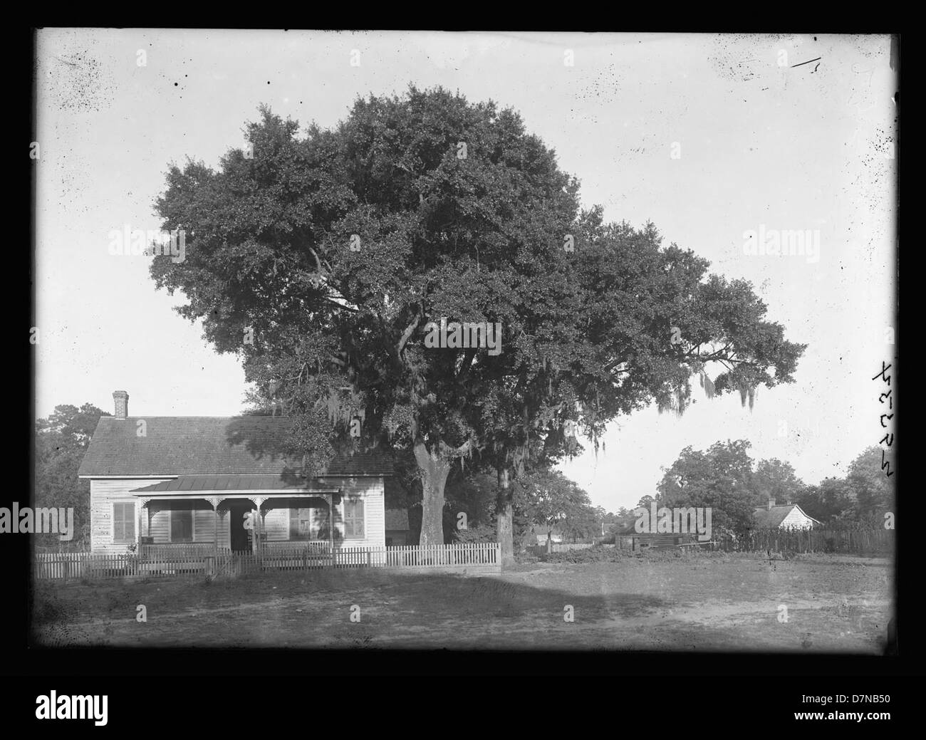 Laurel oak tree Stock Photo