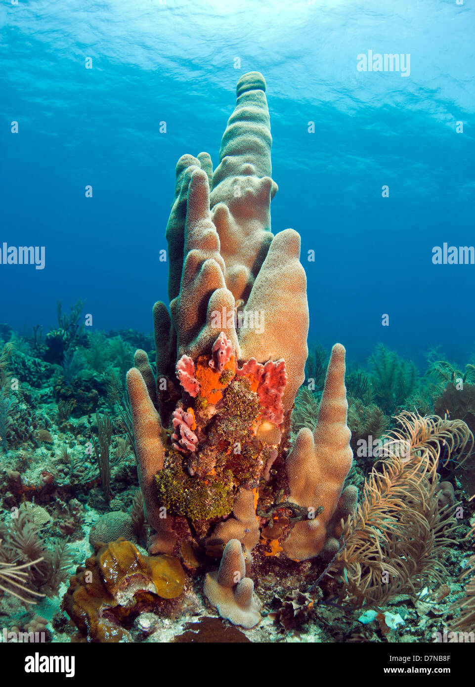 Pillar coral (Dendrogyra cylindricus) is a hard coral (order Scleractinia) found in the western Atlantic Ocean Stock Photo