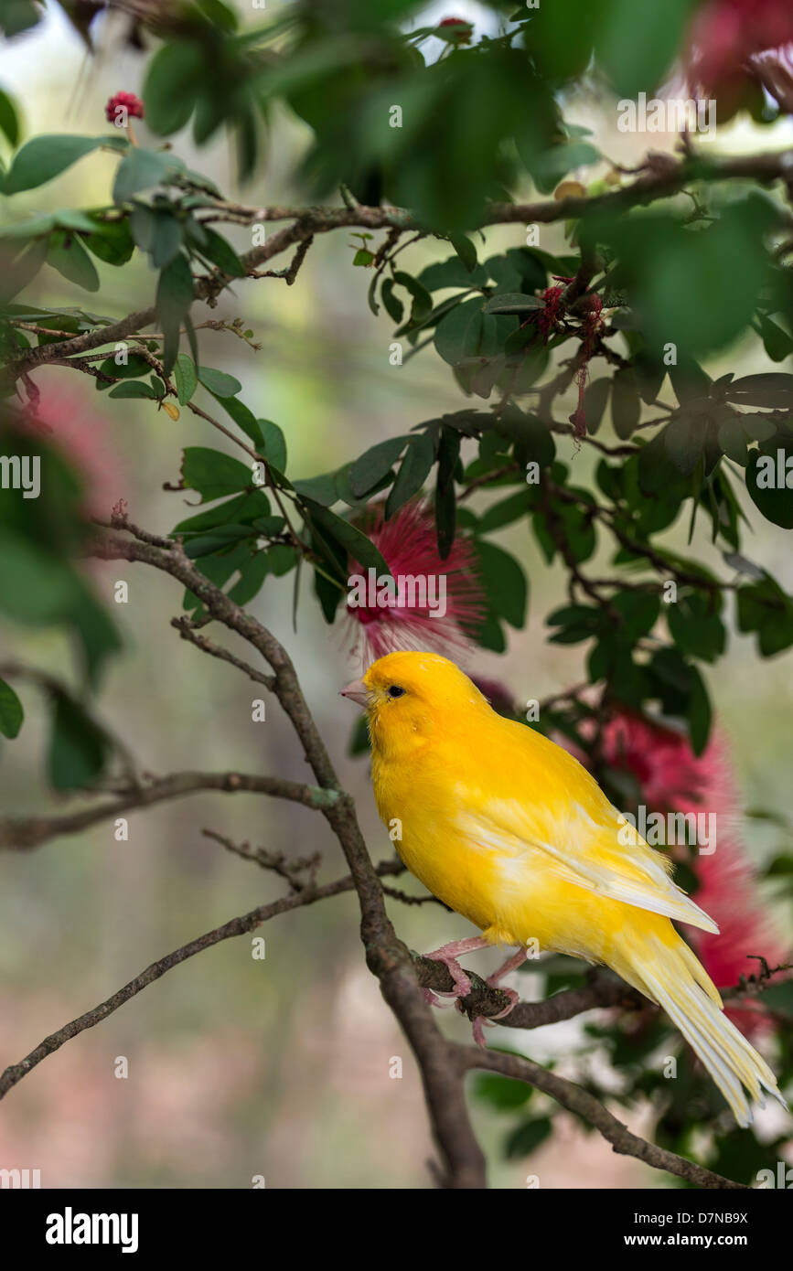 yellow Canary Serinus canaria domestica Stock Photo