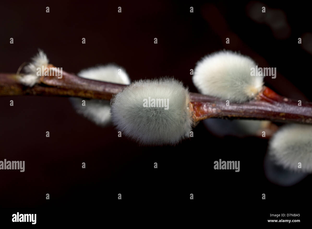 Goat willow or goat sallow (Salix caprea), a small tree native to ...