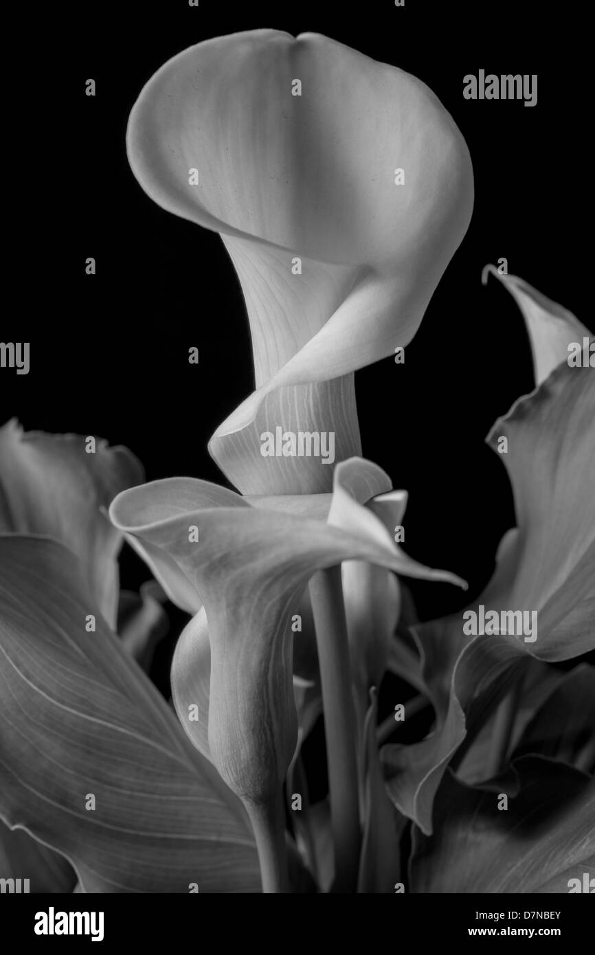 Zantedeschia aethiopica calla lily Stock Photo Alamy