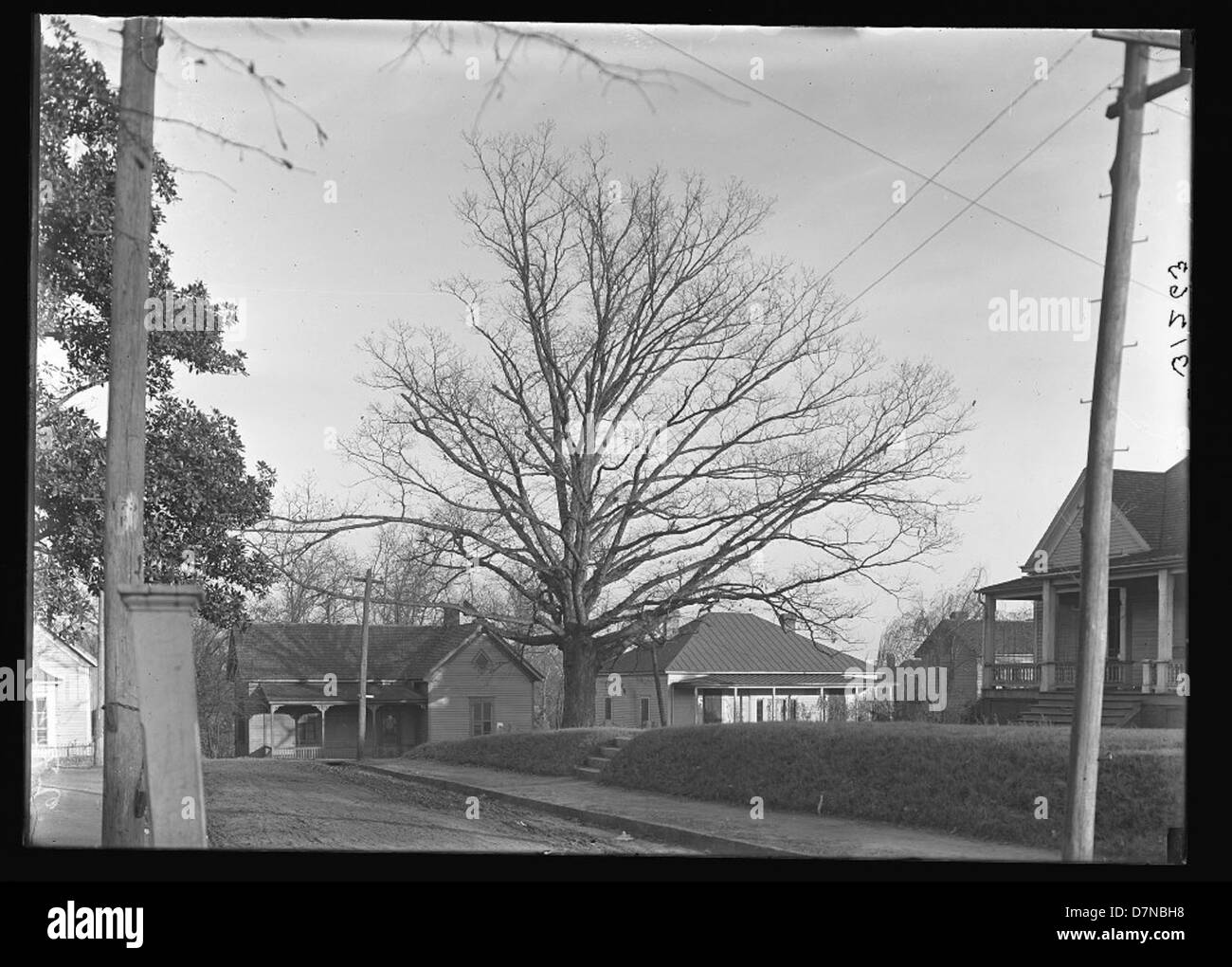 Athens tree that owns itself Black and White Stock Photos