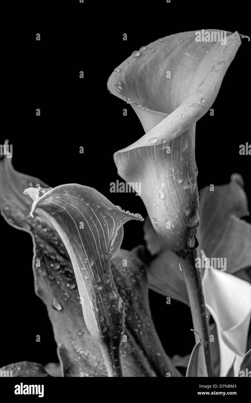 Zantedeschia aethiopica calla lily Stock Photo Alamy