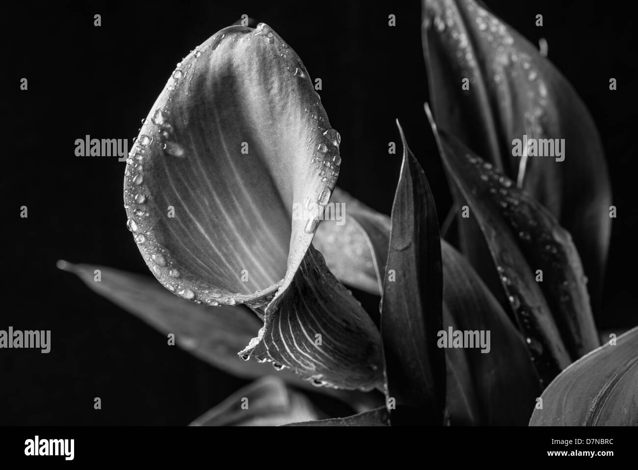 Zantedeschia aethiopica calla lily Stock Photo Alamy