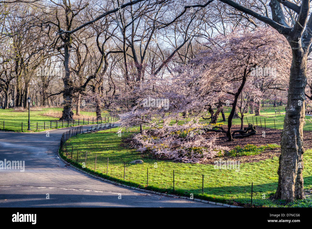 Spring in Central Park, New York City with cherry trees Stock Photo - Alamy