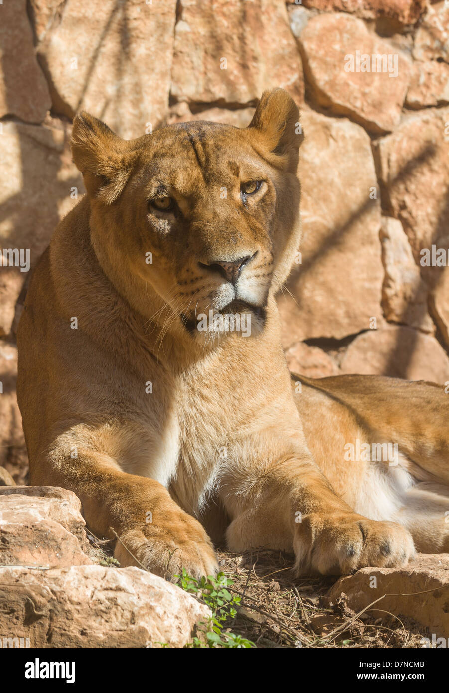 Portrait of Lioness against the background stones Stock Photo