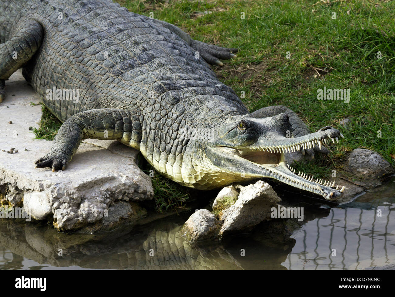 Nile crocodile with a narrow snout portrait Stock Photo