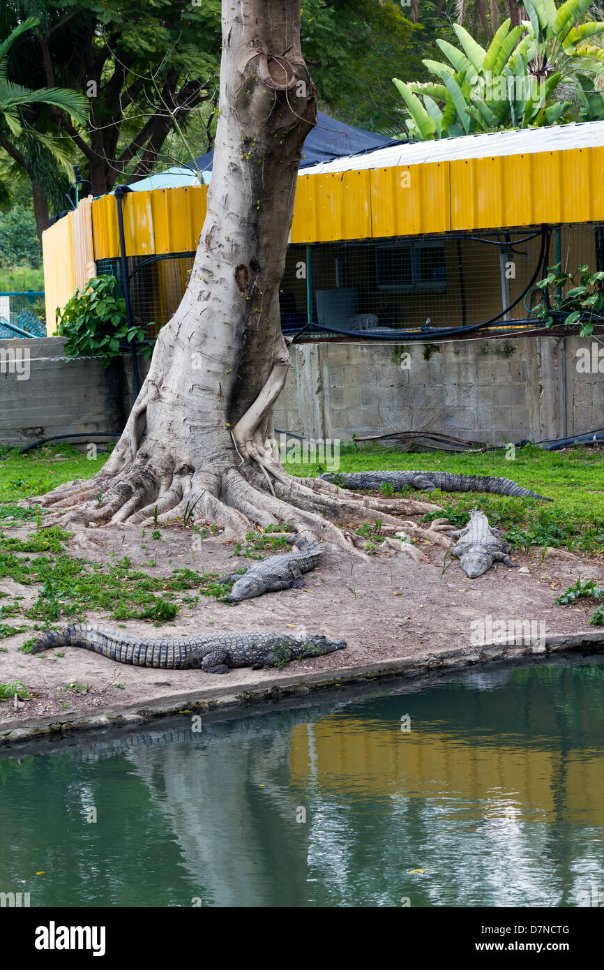 Crocodiles under the tree near the water Stock Photo