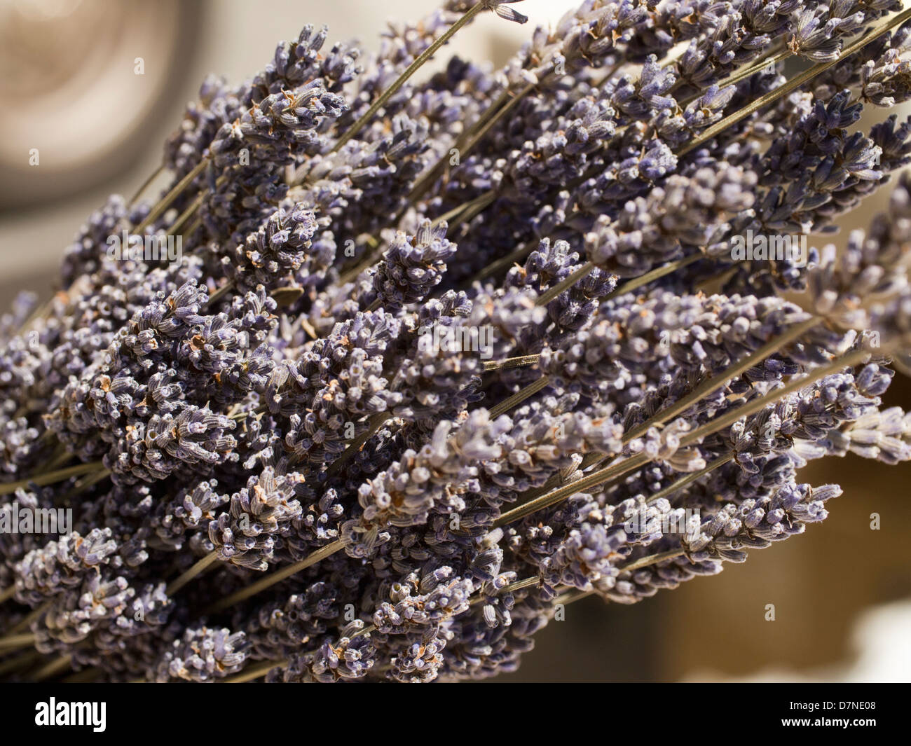 bunch of lavender Stock Photo