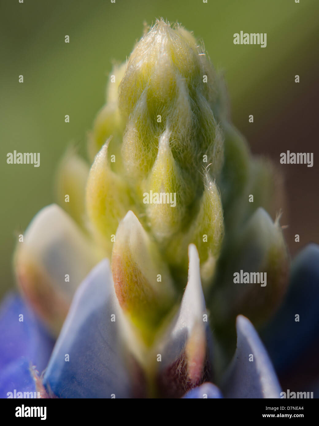 The crown of a Texas bluebonnet wildflower Stock Photo