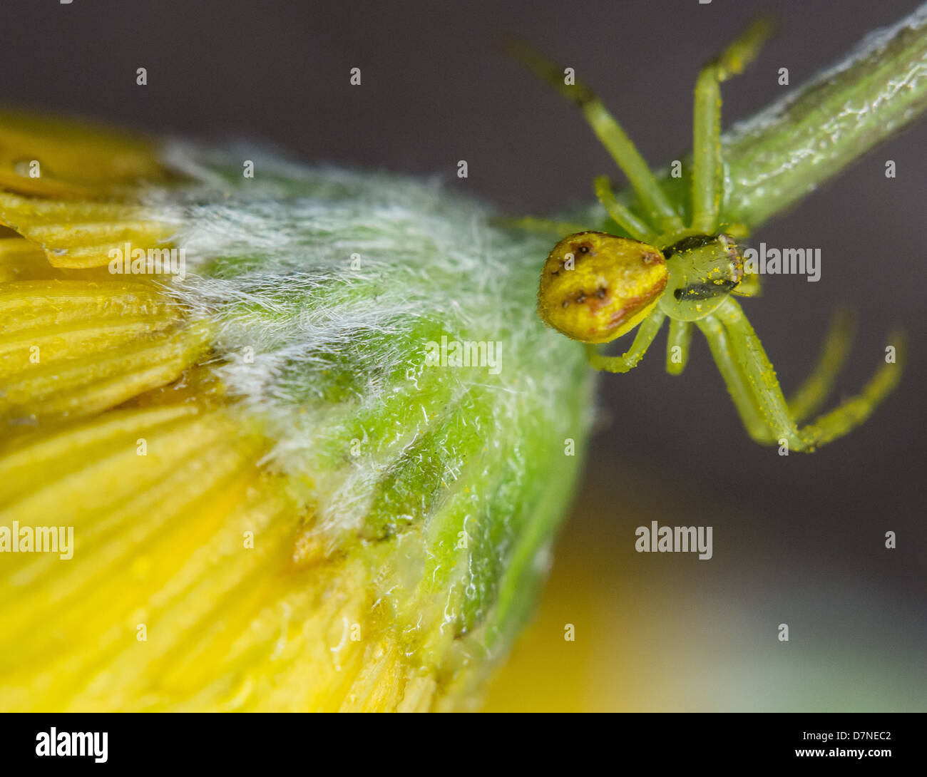 Green and yellow camouflaged spider on a yellow and green flower Stock Photo