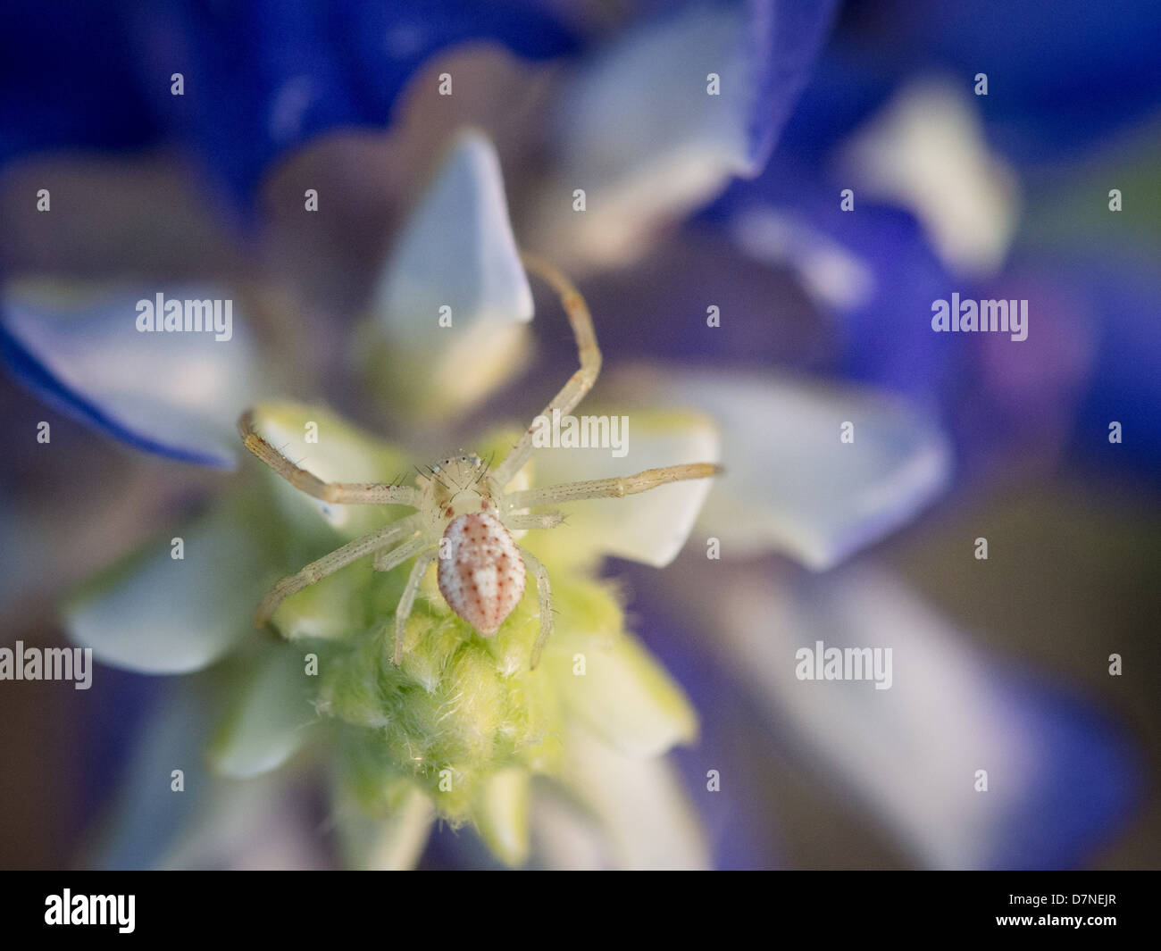 Garden Spider On A Bluebonnet Flower In Austin Texas Stock Photo