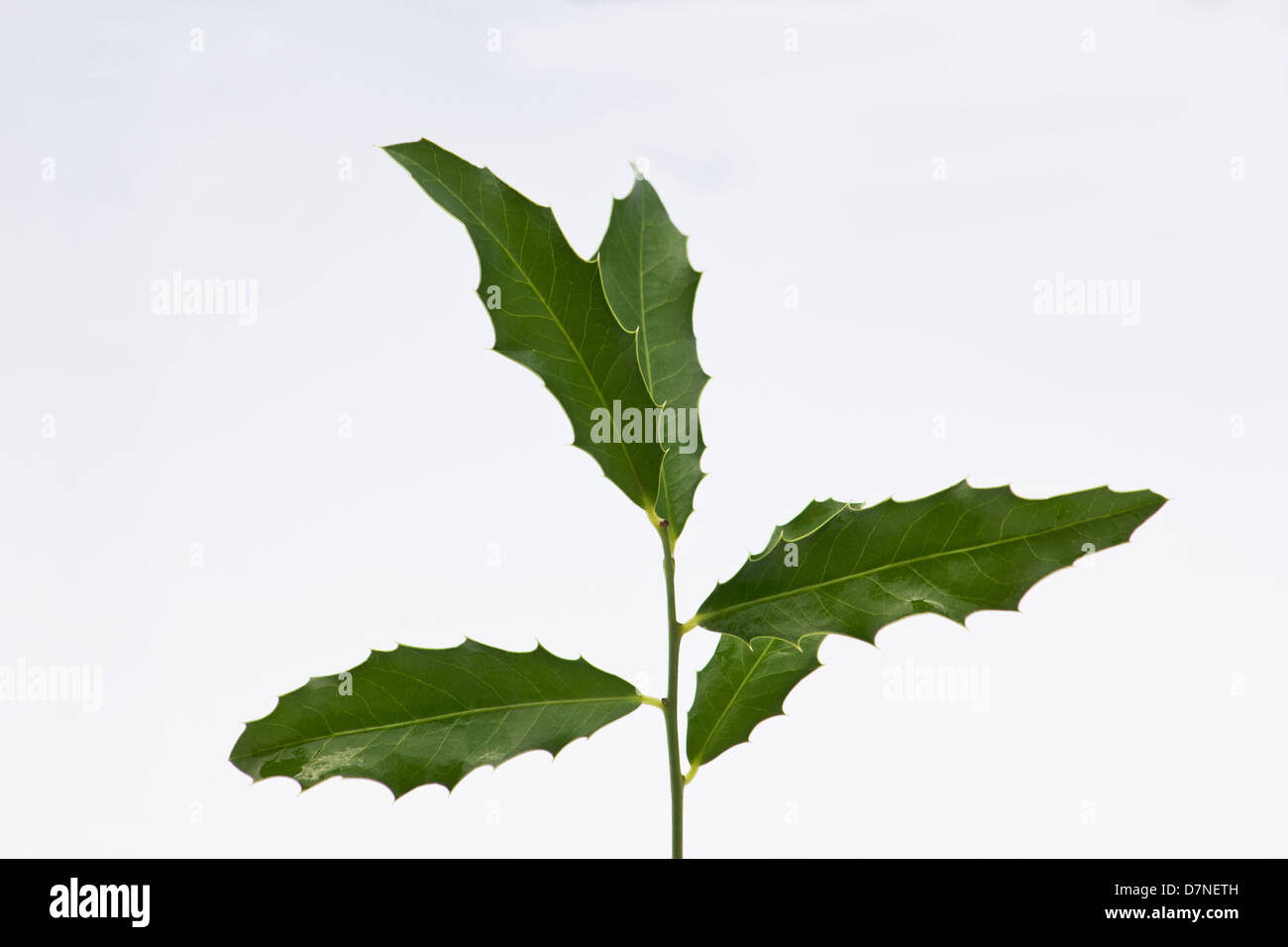 Maytenus ilicifolia medicinal plant Stock Photo