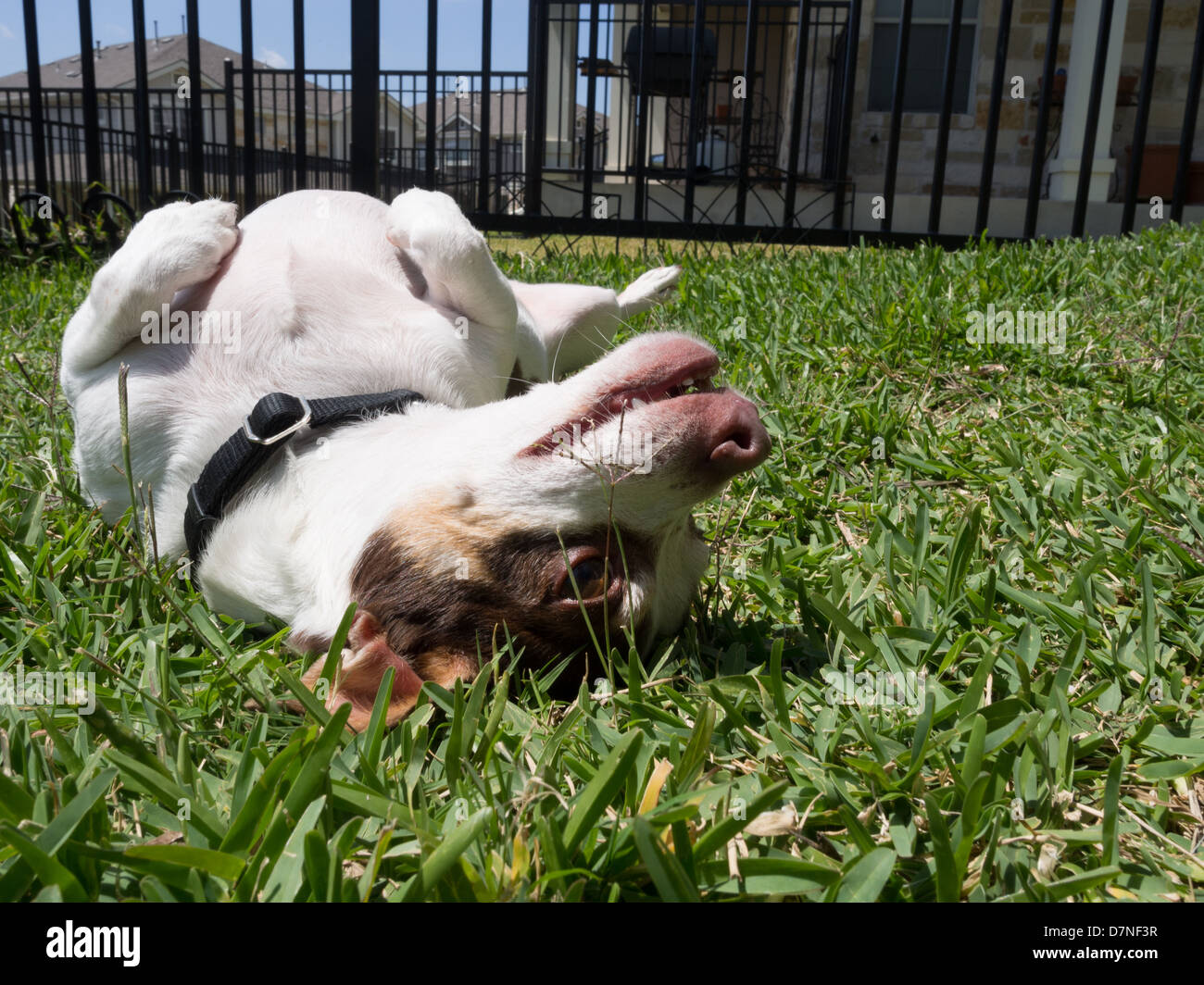 A brown and white dog relaxing in the grass in the back yard Stock Photo