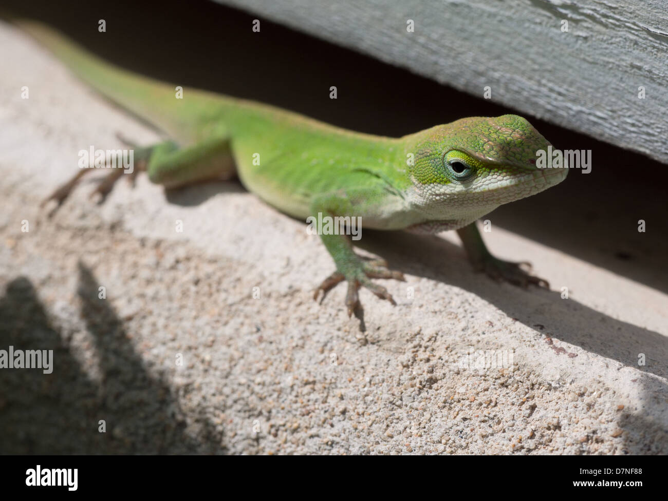 Green Anole lizard hiding under a wooden board in the garden Stock Photo