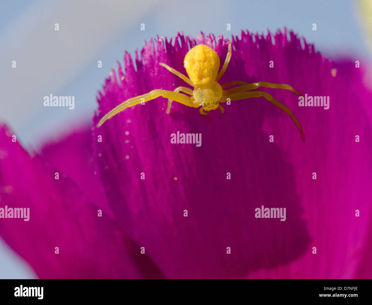 Yellow garden spider on a purple wild flower Stock Photo