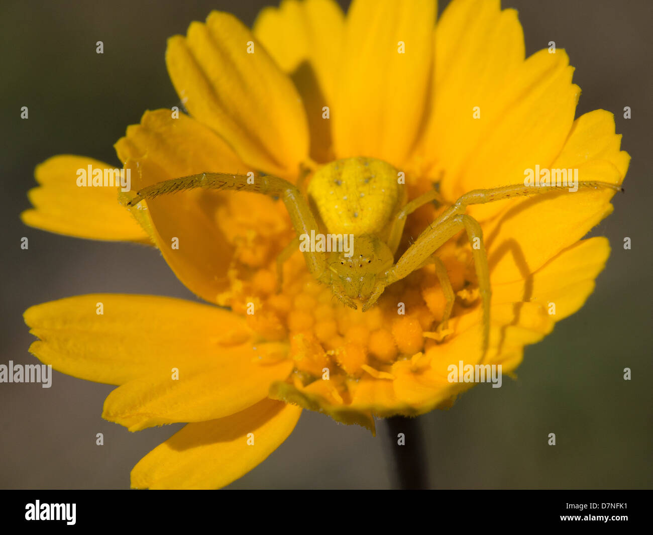 Yellow garden spider hiding on a yellow wildflower Stock Photo