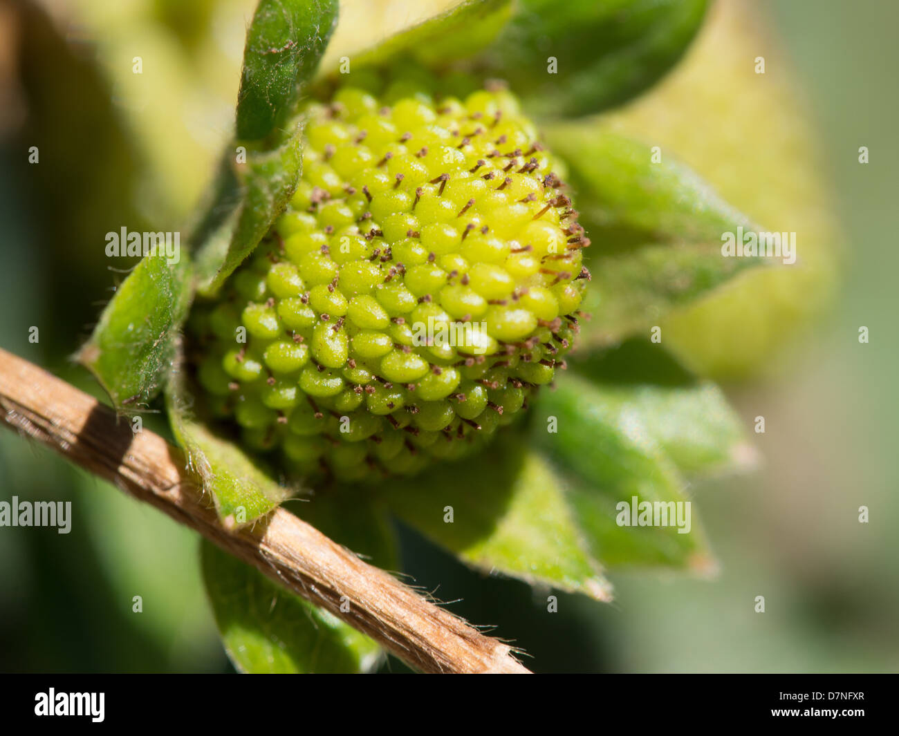 A young , green strawberry fruit growing at sweet berry farm in Marble Falls, Texas Stock Photo