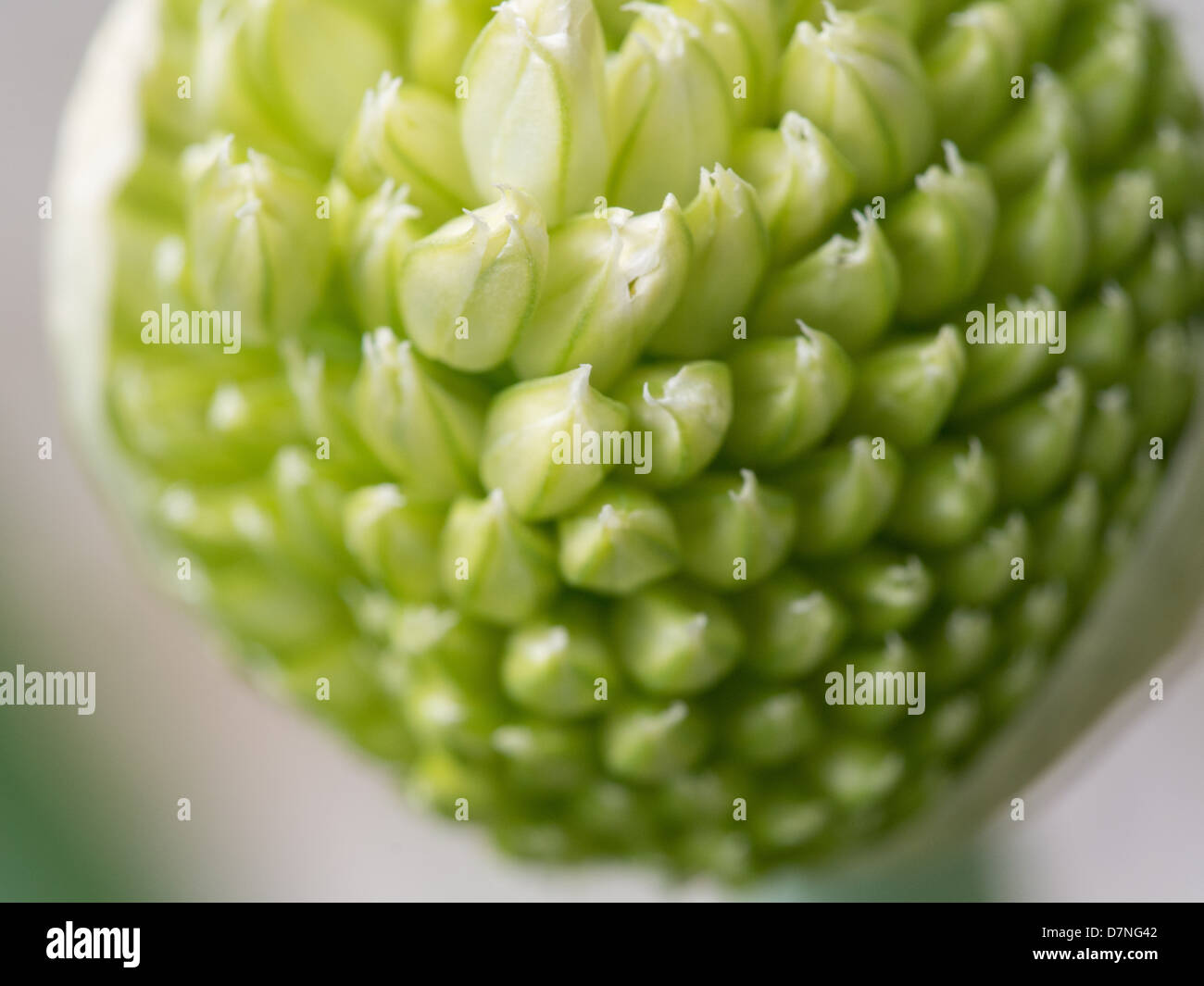 Green onion seed pod Stock Photo Alamy