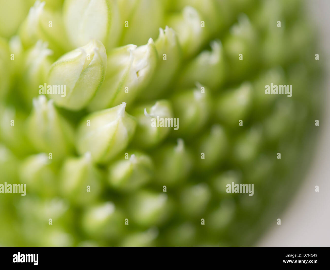 Green onion seed pod Stock Photo Alamy