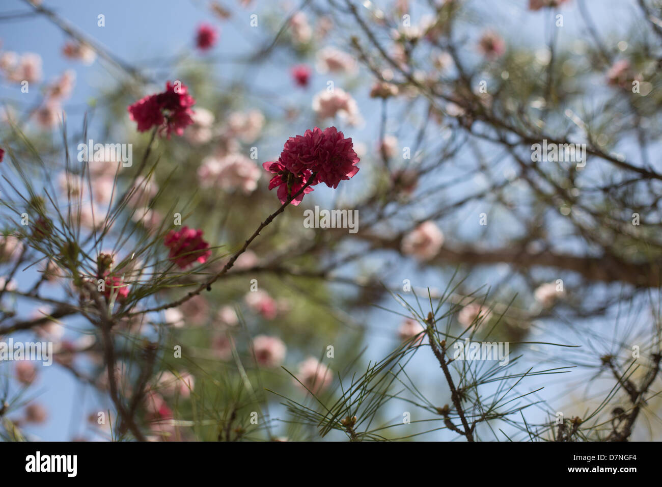 Mexican plum tree blossoms in Spring Stock Photo