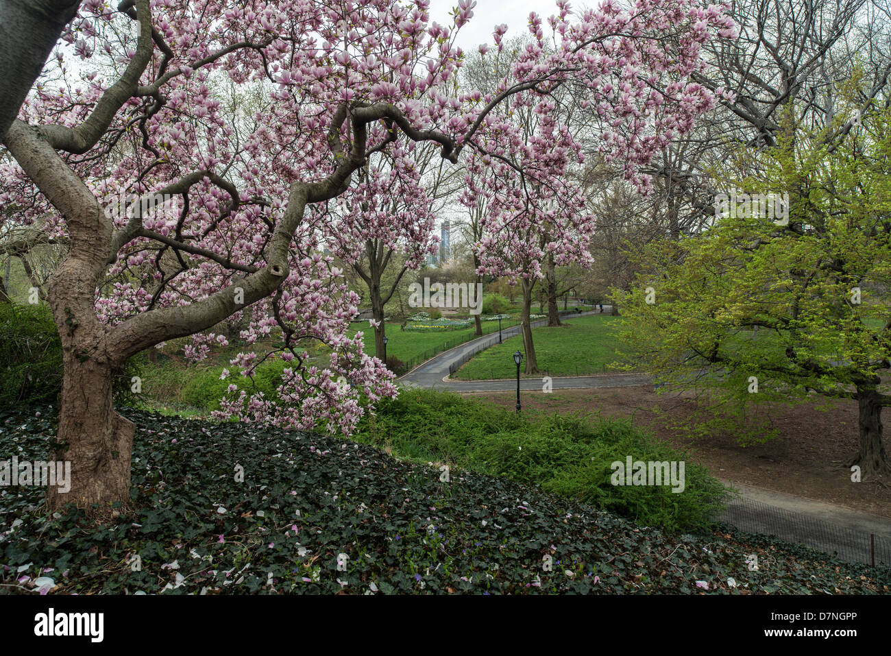 Magnolia soulangeana (saucer magnolia) is a hybrid plant in the genus