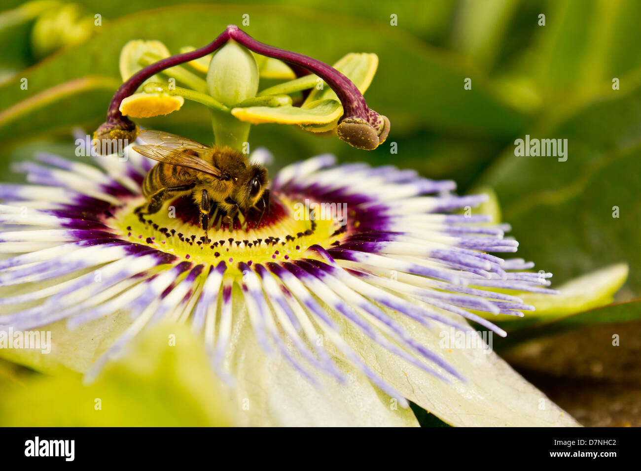 Bee on a Blue Passion or Passionfruit  Flower - passiflora edulis - Stock Photo