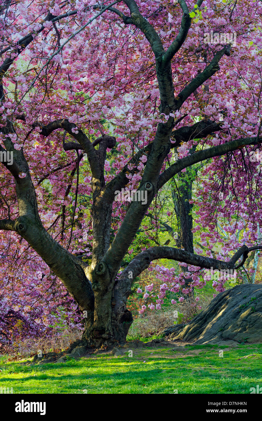Central Park New York City Manhattan park spring Stock Photo - Alamy